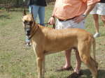 Goliath
