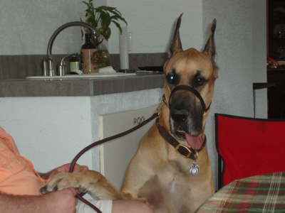 Goliath